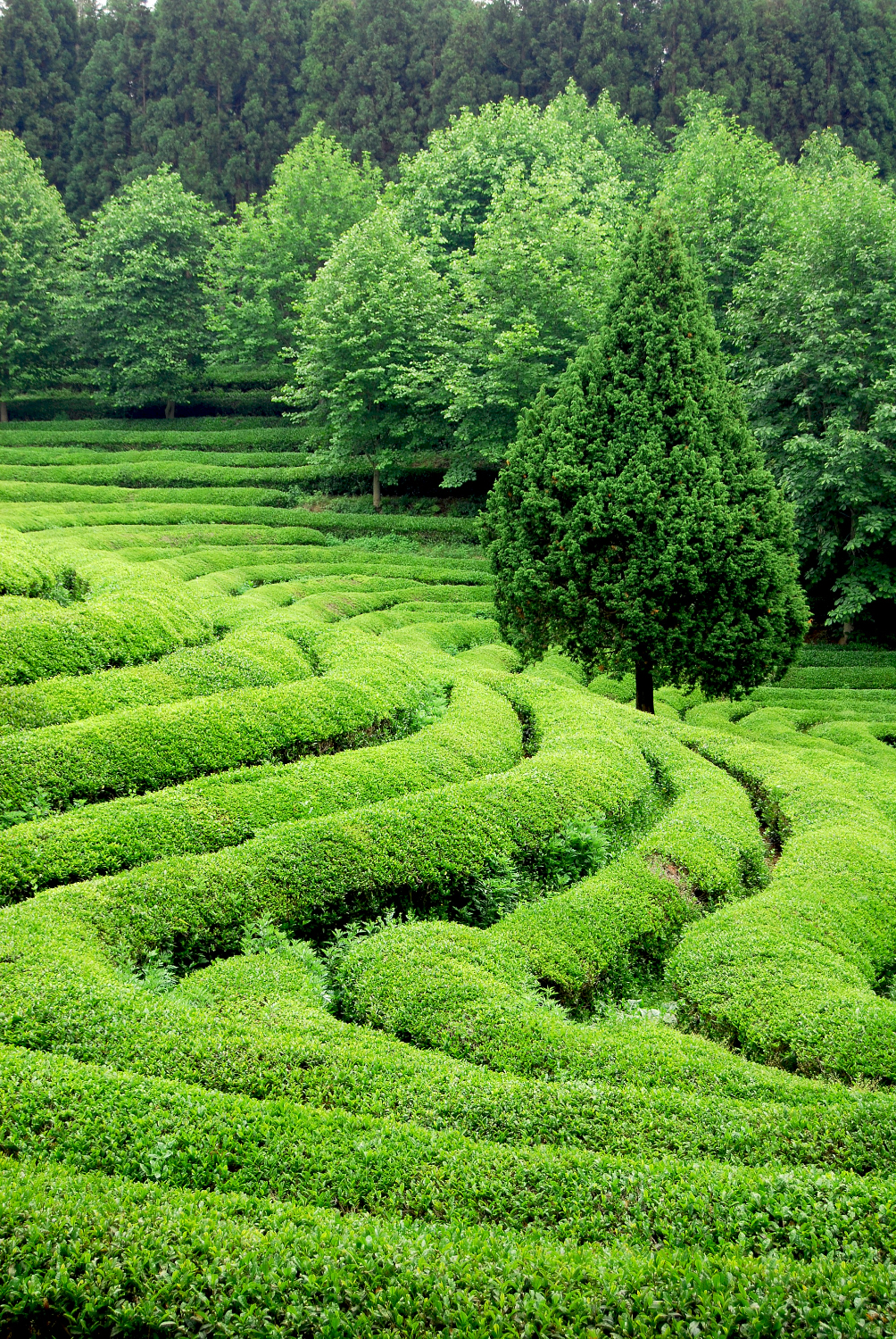 Tea Garden